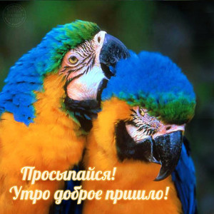 Картинки красивые открытки с добрым утром с попугаем