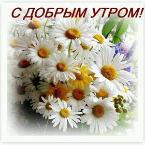 Картинки с цветами с ромашками с добрым утром 228